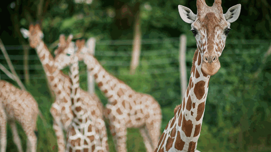Odense Zoo