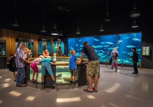 Fiskeri- og Søfartsmuseet i Esbjerg får trecifret milliondonation