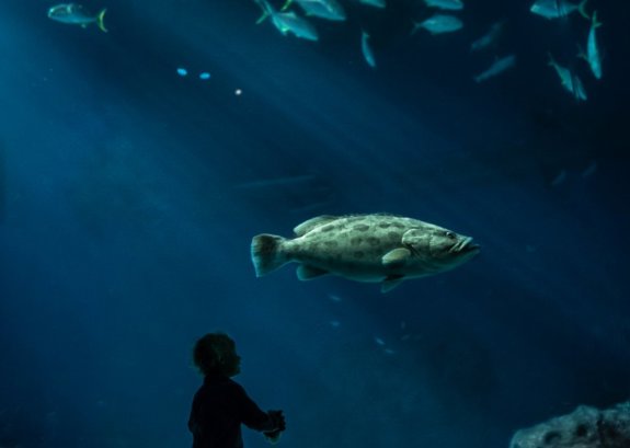 Copenhagen National Aquarium Den Blaa Planet ©Viggo Lundberg Medium