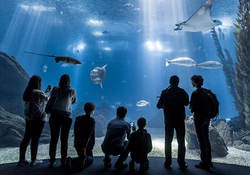 tripadvisor_oceanario_de_lisboa_pedroapina_2