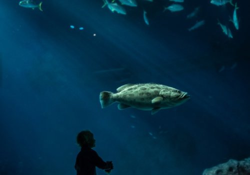 copenhagen-national-aquarium-den-blaa-planet_-viggo-lundberg-medium
